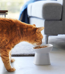 Tilted Pet Food Bowl